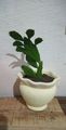 Cactos  - 