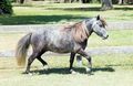 mini horse - ponei - 
