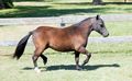 mini horse - ponei - 