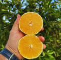 Laranja - 