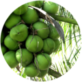 Coco Verde - 