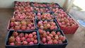 Pitaya - 