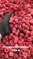 FRAMBOESA ORGANICA CONGELADA IQF DIRETO DO PRODUTOR - 