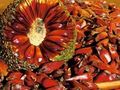 PINHÃO - 