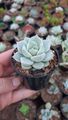 Suculenta pt6 - 