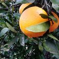 Laranja de umbigo Bahia e Monte Parnaso Orgânica - 