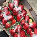 MORANGO  - 