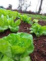 Alface manteiga - 