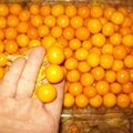 Physalis congelado - 