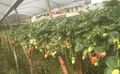 Morangos Queroi - 