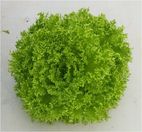 Alface-freelice hidropônica