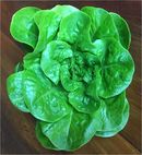 Alface-lisa hidropônica