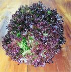 Alface-roxa hidropônica