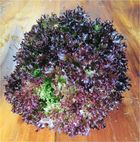 Alface Baby-crespa-roxa hidropônica