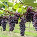 Uva Niágara Orgânica