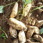 Batata Doce Favo de Mel Orgânica