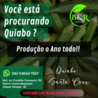 Quiabo Santa Cruz 47