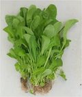 Rúcula-hidropônica