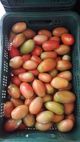 Tomate tipo Italiano/Saladete