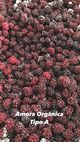 AMORA ORGANICA CONGELADA DIRETO DO ...