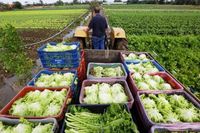 Hortaliças e Folhosas, Verduras e Legumes em Geral   - 