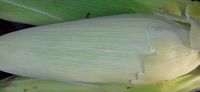 Milho verde  - 