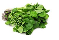 Agrião hidropônico - 