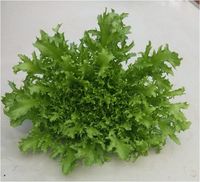 Alface-frisée hidropônica - 