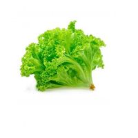 Alface Hidropônica - 