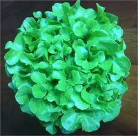 Alface-mimosa hidropônica - 