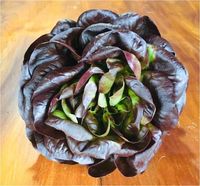 Alface Baby-lisa-roxa hidropônica - 