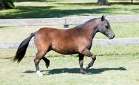 mini horse - ponei - 