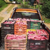 Inhame, Gengibre, Mandica e Batata Doce - 