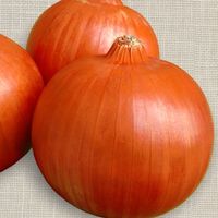 Cebola Crioula Mulata - 