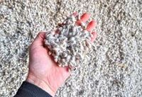 Caroço de Algodão - 