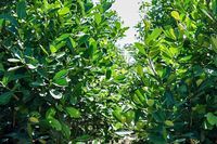 Erva-Mate in Natura - 