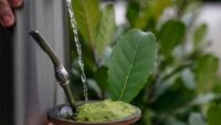 erva mate  - 