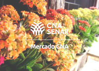 Flores de todos os tipos - 