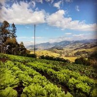 Alface Crespa, Lisa e Americana - 