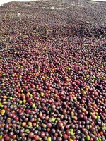 Café do Cerrado Mineiro  - 