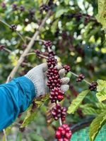 Bela Vista café verde Tradicional - 