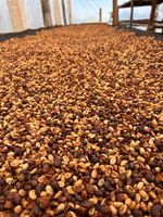 Bela Vista Café Grão verde - 