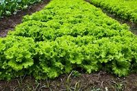 Alface salsa cebolinha espinafre rucula e tempero caseiro. - 