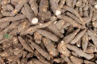 Mandioca do Produtor - 