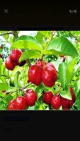 Acerola - 