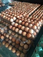 Ovos de Galinha Caipira - 