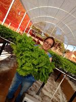 Alface  crespa hidroponica  - 