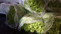 Alface crespa - 