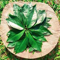 ORA-PRÓ-NOBIS ORGÂNICA IN NATURA - 100G - 