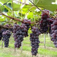 Uva Niágara Orgânica - 